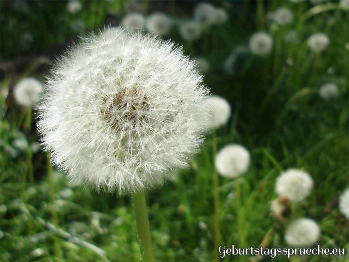 Pusteblume: Wünsch dir was zum Geburtstag!
