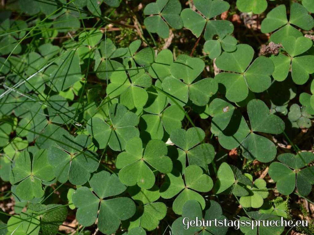 Klee als altes Glückssymbol zum Geburtstag
